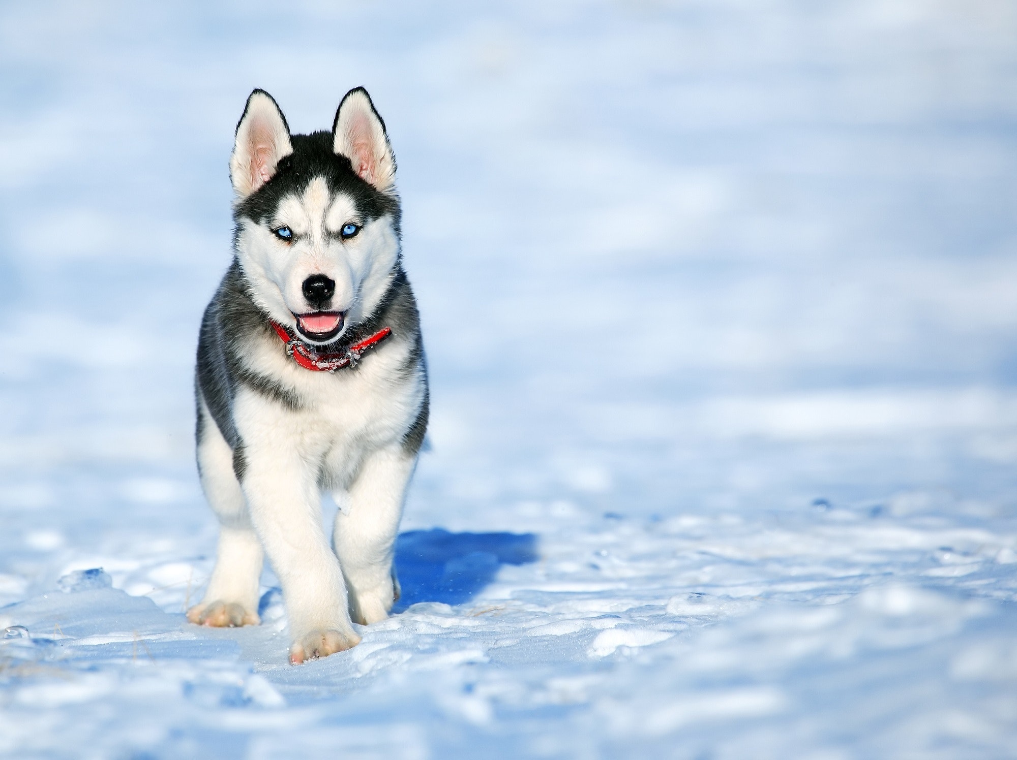 En hund i snøen