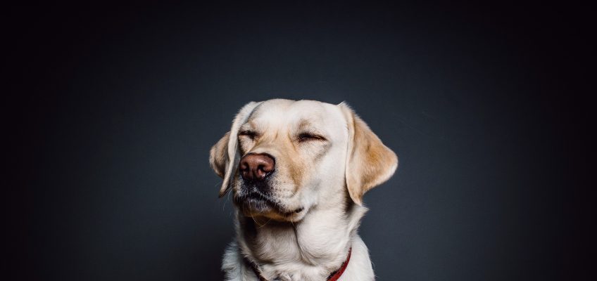 En hvit hund