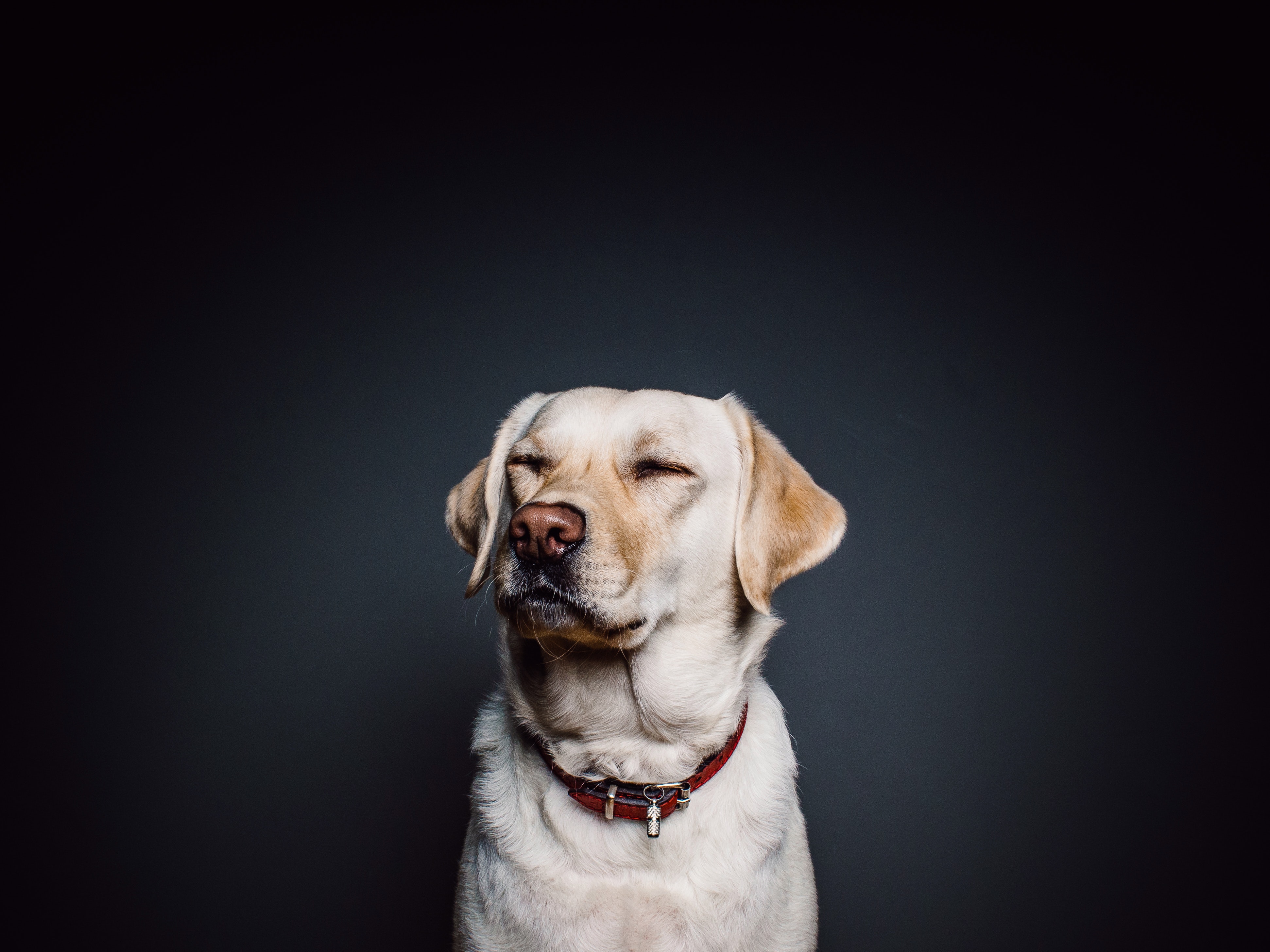 En hvit hund